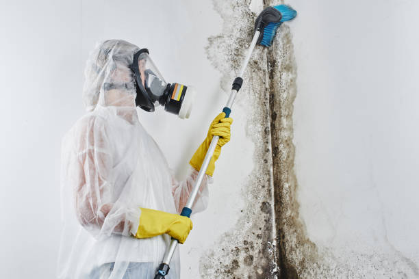 Best Attic Mold Removal  in Sierra Vista, AZ