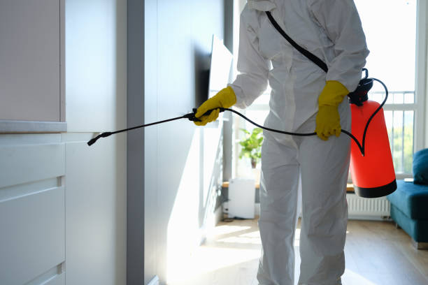 Best Mold Removal Process  in Sierra Vista, AZ