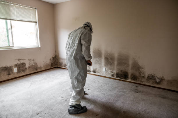 Best Mold Damage Repair  in Sierra Vista, AZ