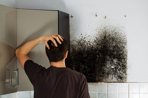 Best Commercial Mold Removal  in Sierra Vista, AZ