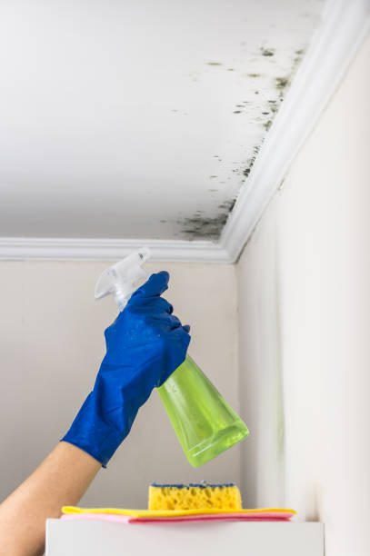 Best Residential Mold Removal  in Sierra Vista, AZ